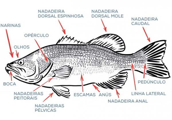 Anatomia dos peixes