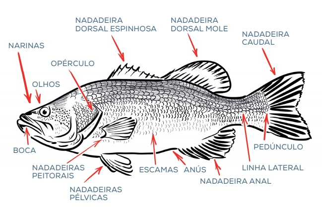 Anatomia dos peixes