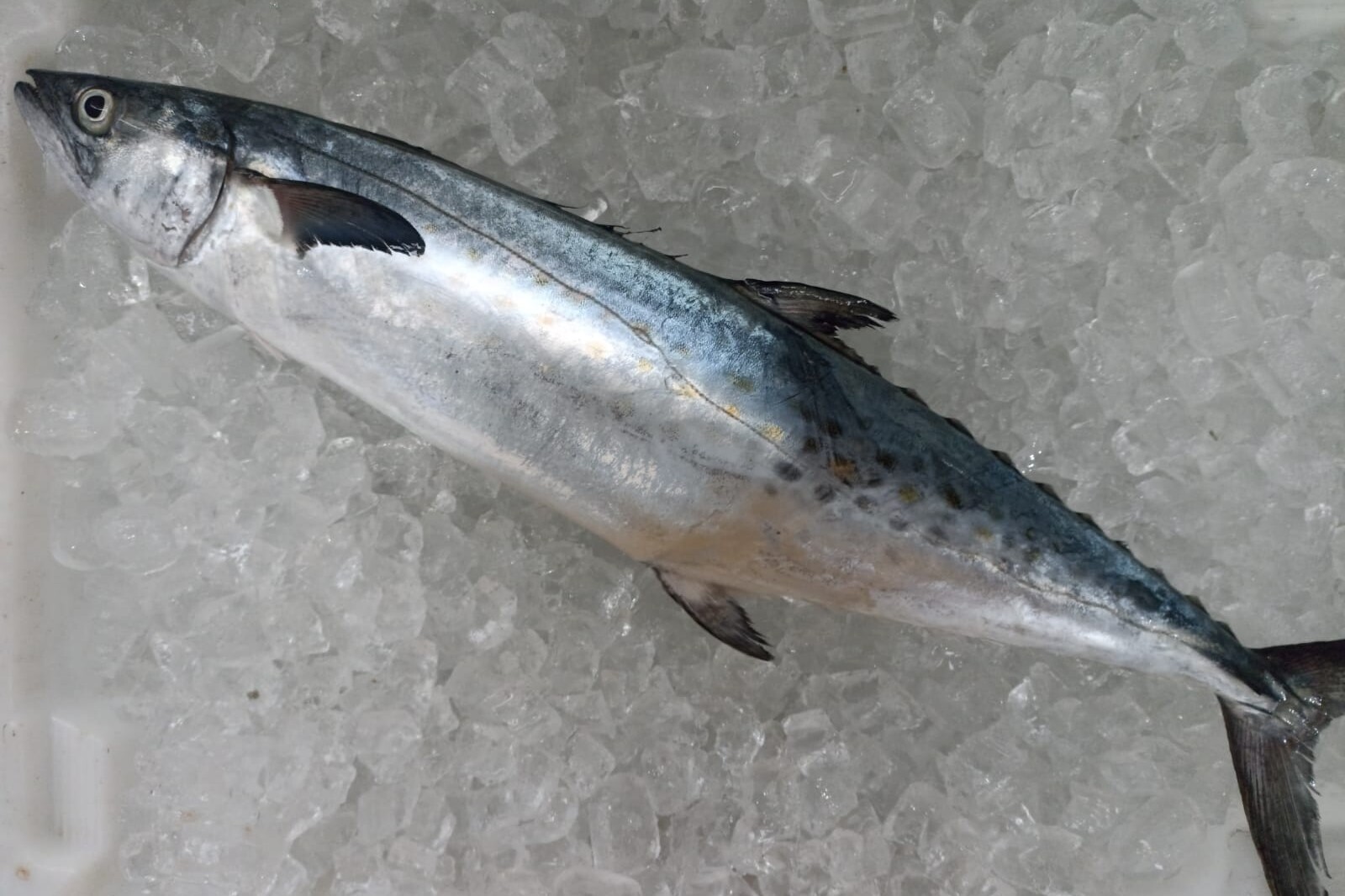 peixe curitiba