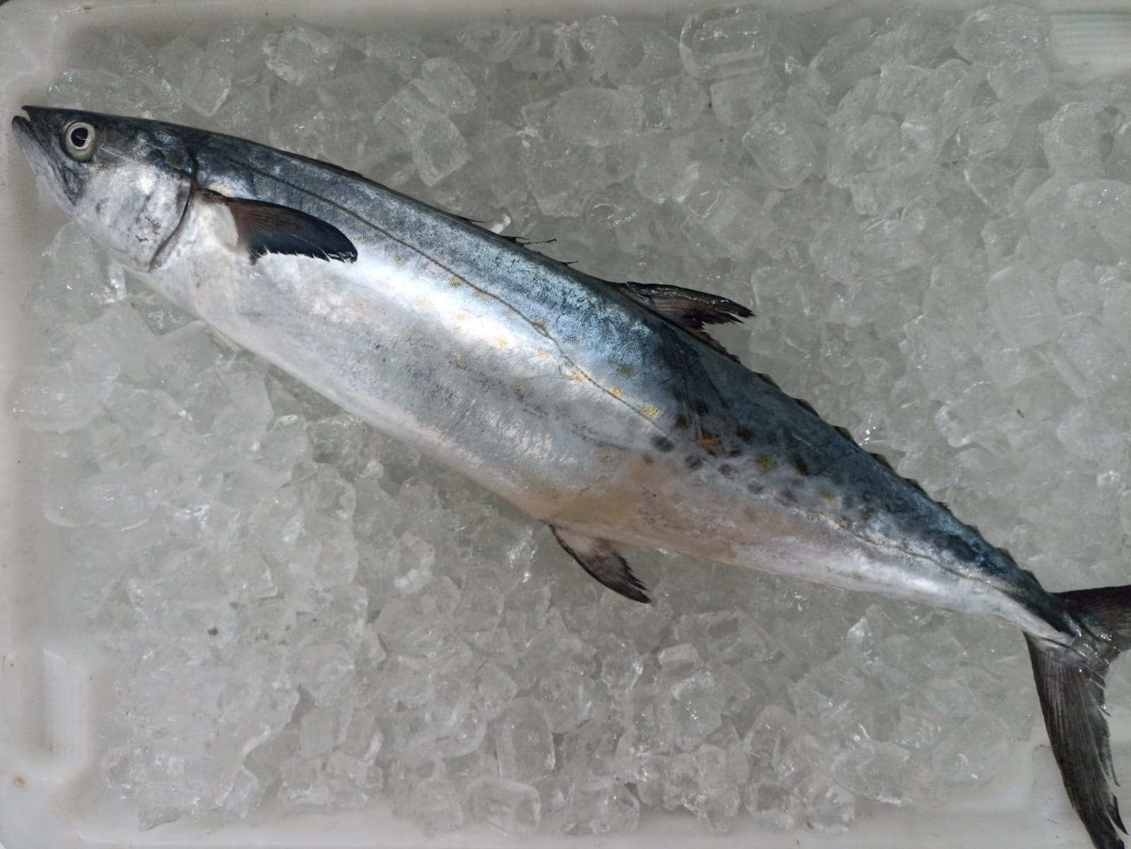peixe curitiba